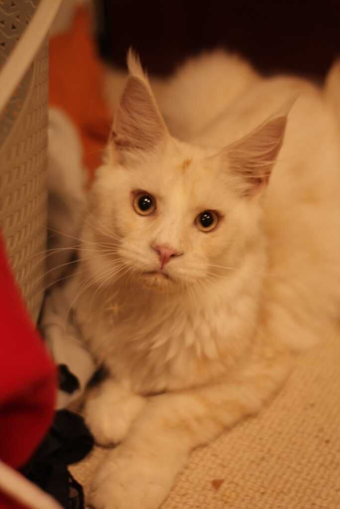 Cudny Kocurek Maine Coon Rudy srebrzysty Shaded Taylor