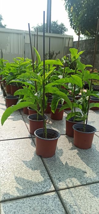 Maracuja Roxo Planta