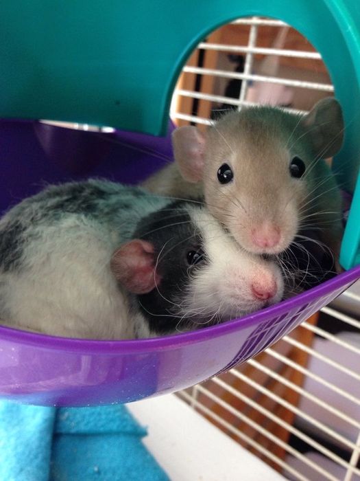 Крысята белого и голубого окраса