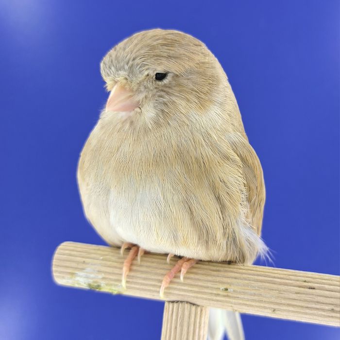 Kanarek, samiczka 09 - sprzedam, Wrocław