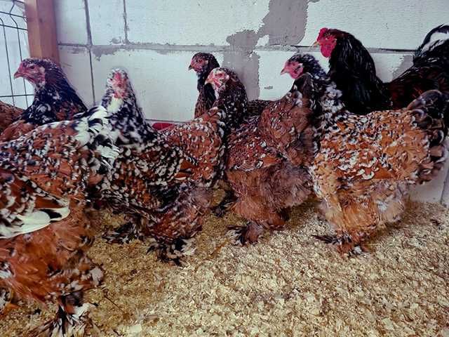 Інкубаційне яйце.(Курчата) Брама - фарфорова, біле золото, золото.