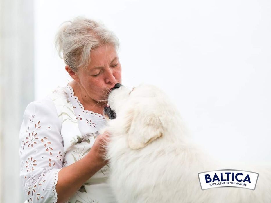 Polski owczarek podhalański