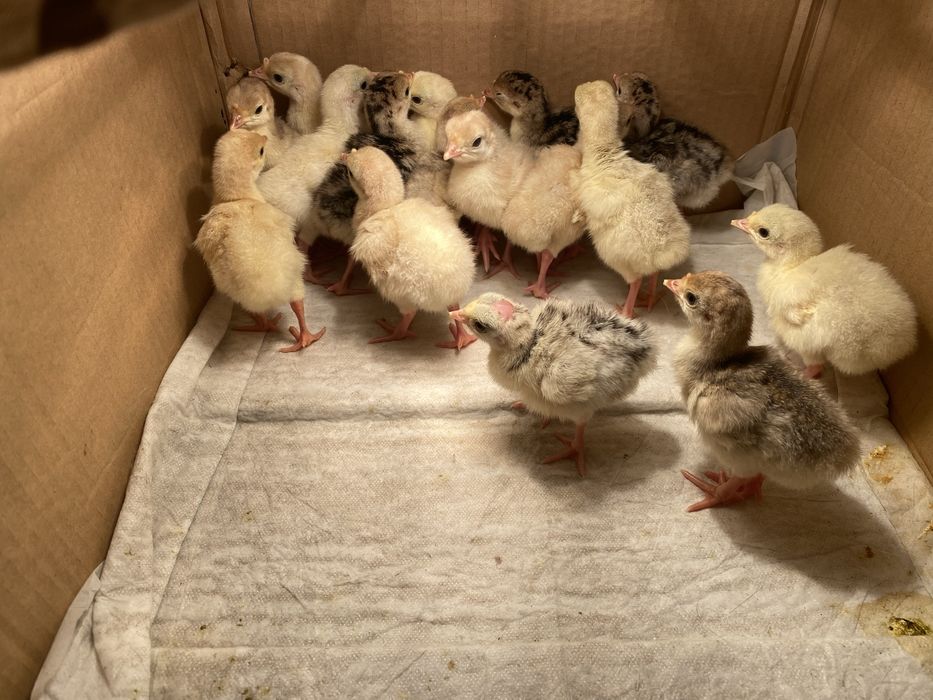 Інкубаційне яйце домашніх індиків 40грн