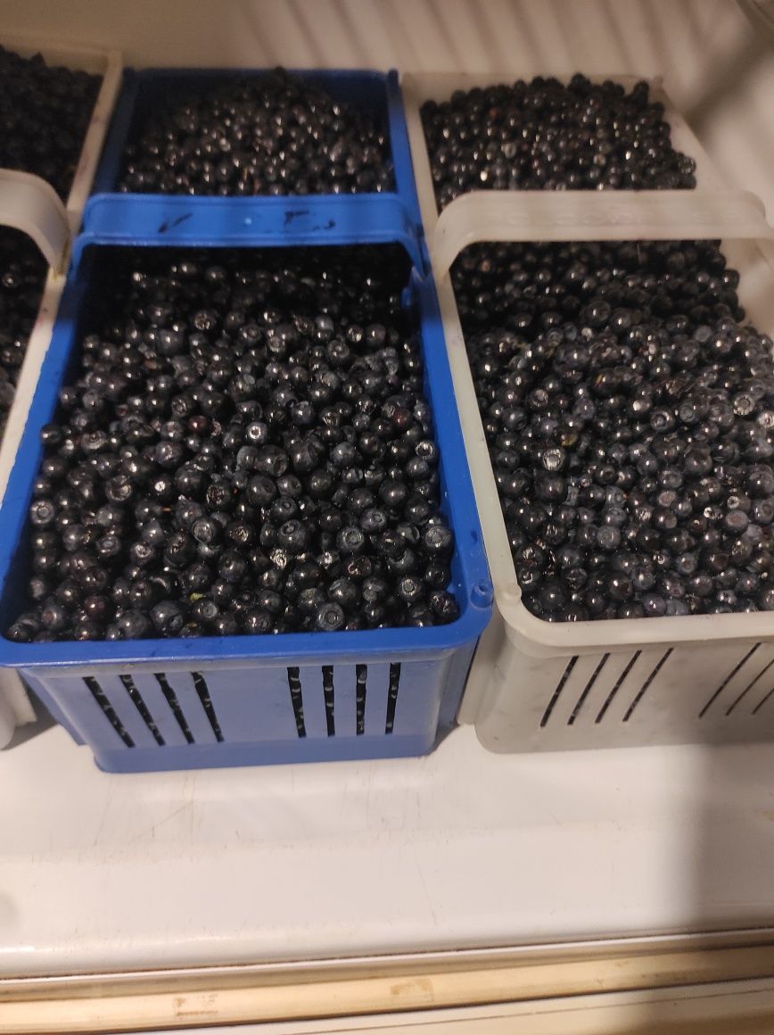 Sprzedam jagody leśne, borówki codziennie świeżeo zbierane