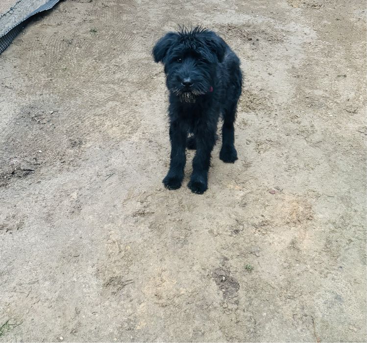 Szczeniak Sznaucer Olbrzym