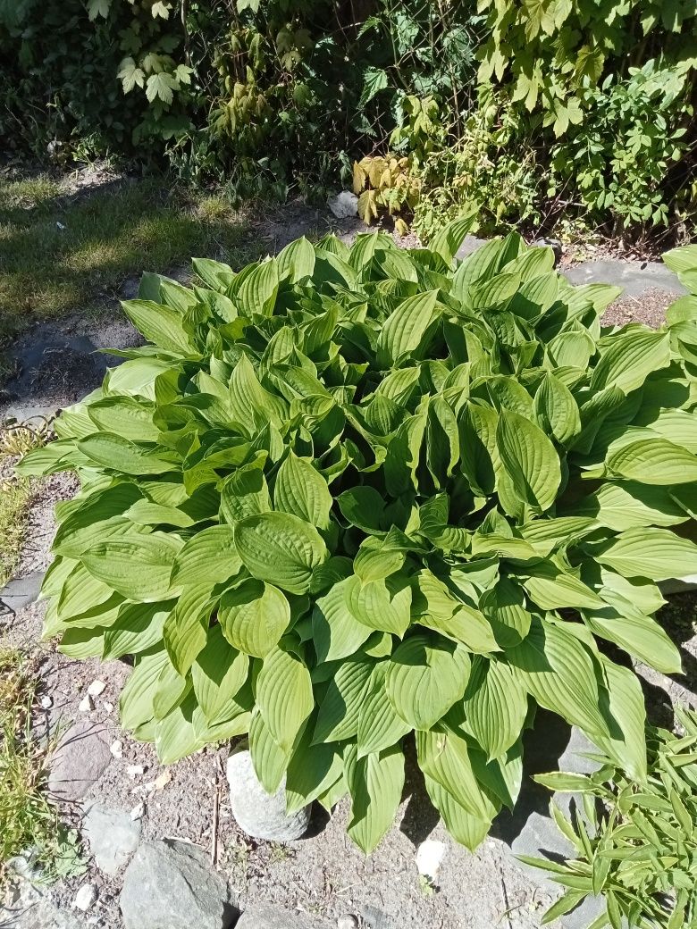 Hosta funkia z własnego ogrodu odmiana wysoka