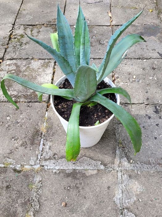 Agawa duza  w doniczce