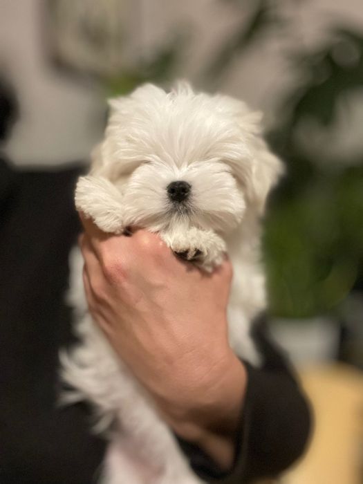 Przebadany piesek Maltanczyk z rodowodem ZKwP