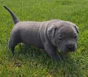 American Bully Pocket Petarda Chłopak