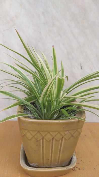 Хлорофитум, хлорофітум в керамічних горшиках