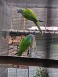 Aves adultas para cedência