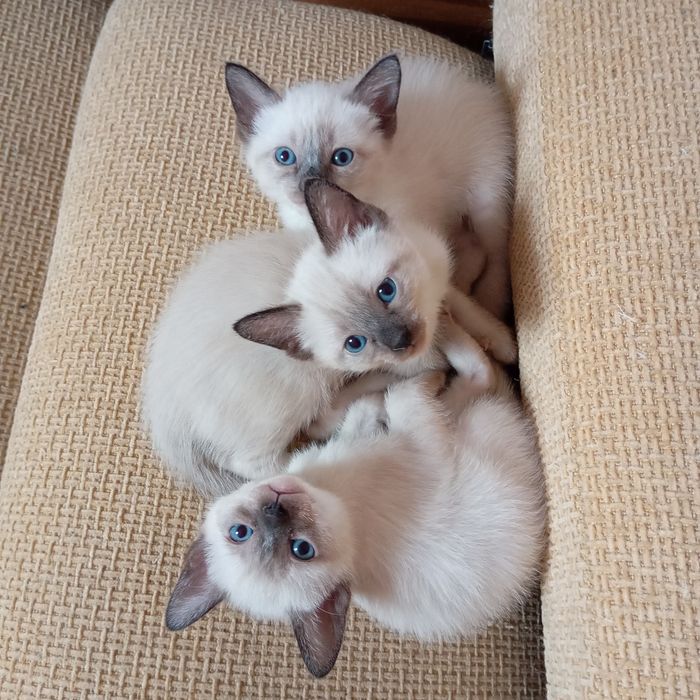 Тайские (старосиамские) красавчики