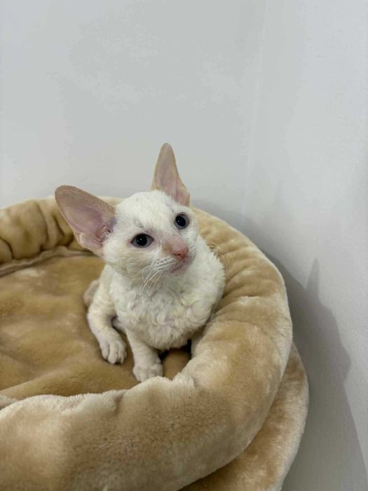 CORNISH REX - Dostępny kocurek o imieniu ZAC Hodowla: MatiMalwa*PL