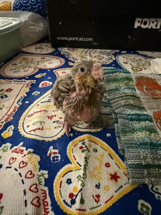 Vendo caturras para criar a mão