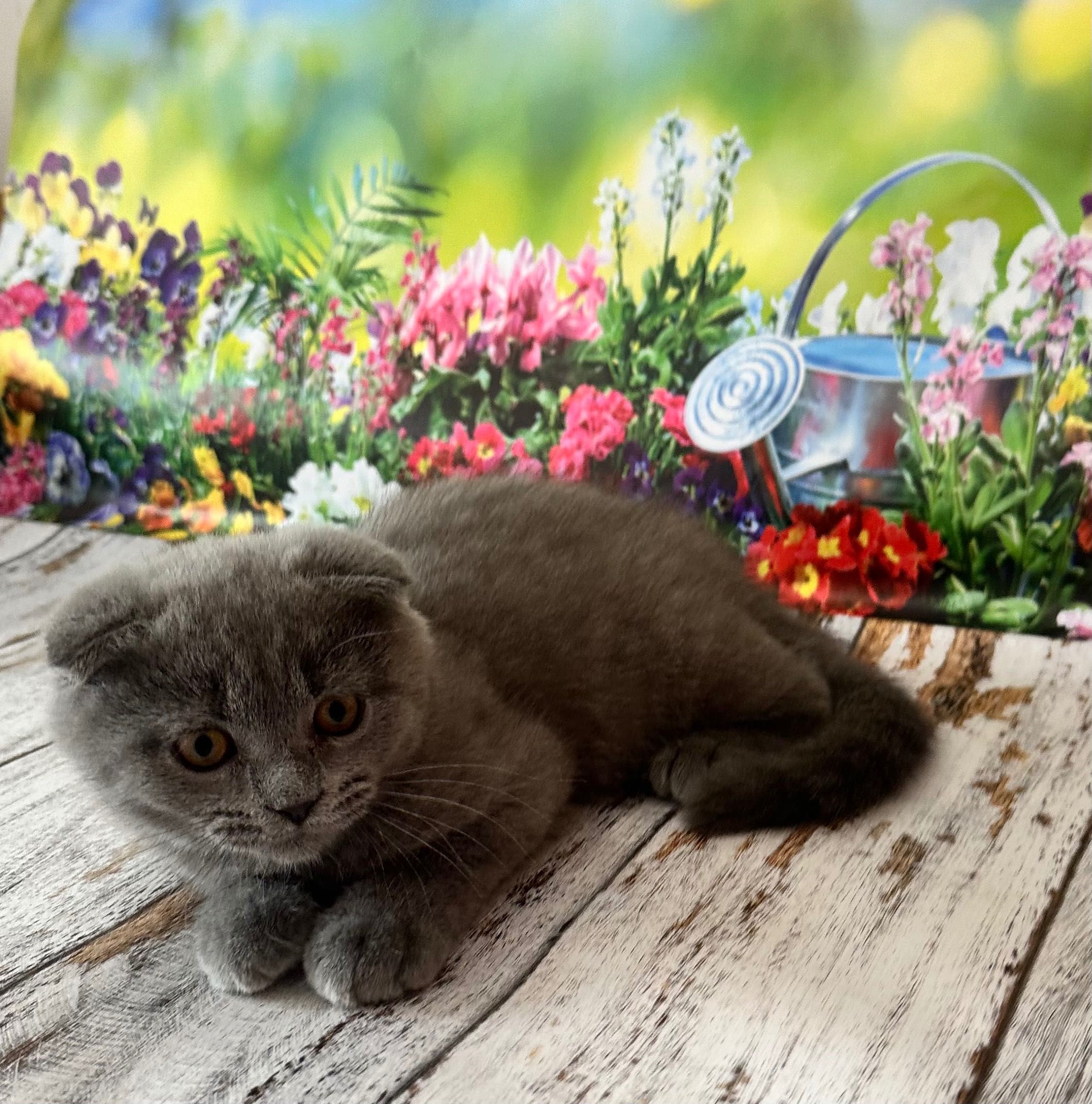 Scottish Fold macho