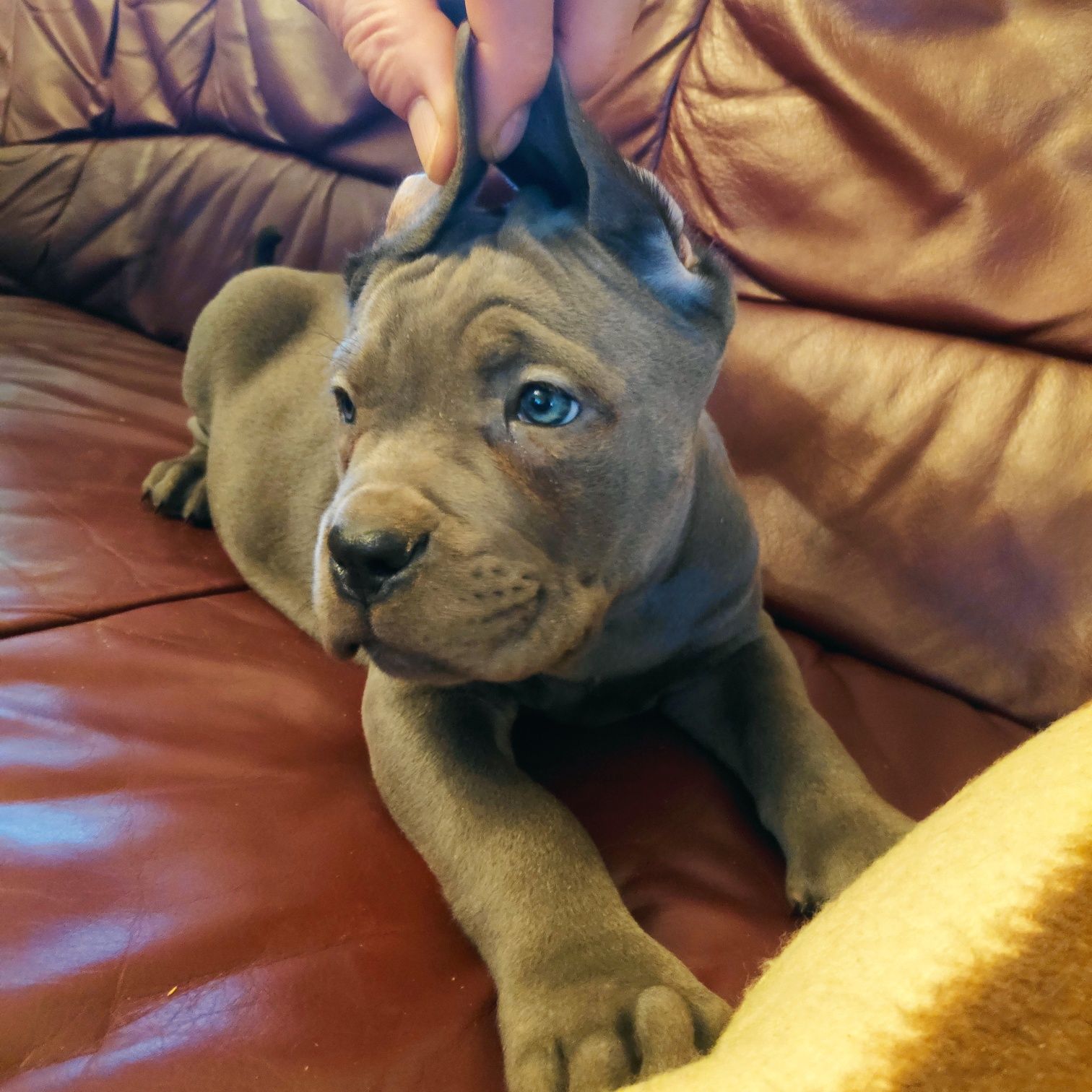 Cane corso błękitnookie cudo FCI