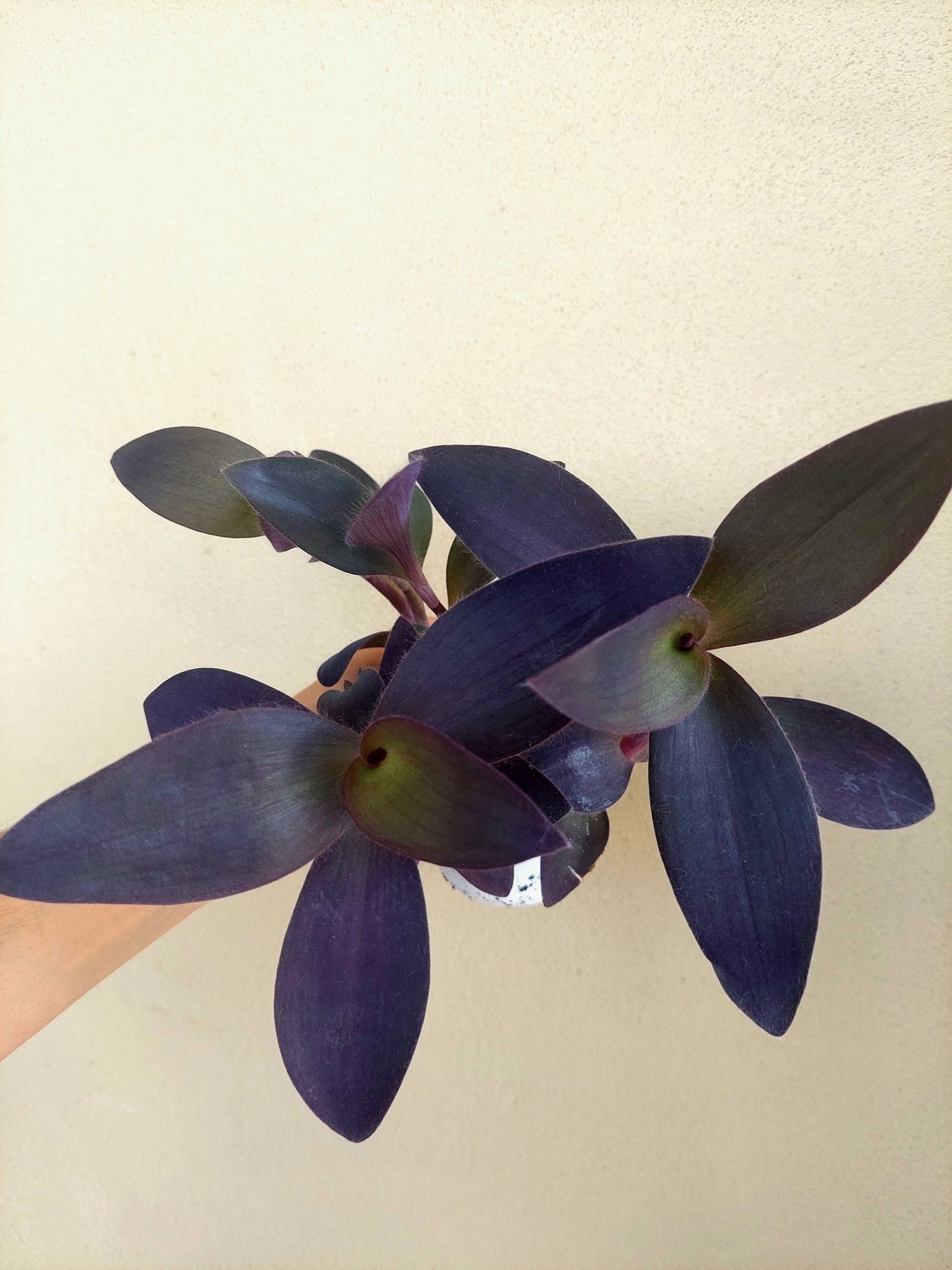 Tradescantia Purple heart