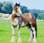 Samson Clydesdale ogier