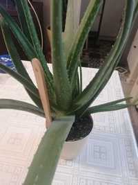 Aloes w doniczce