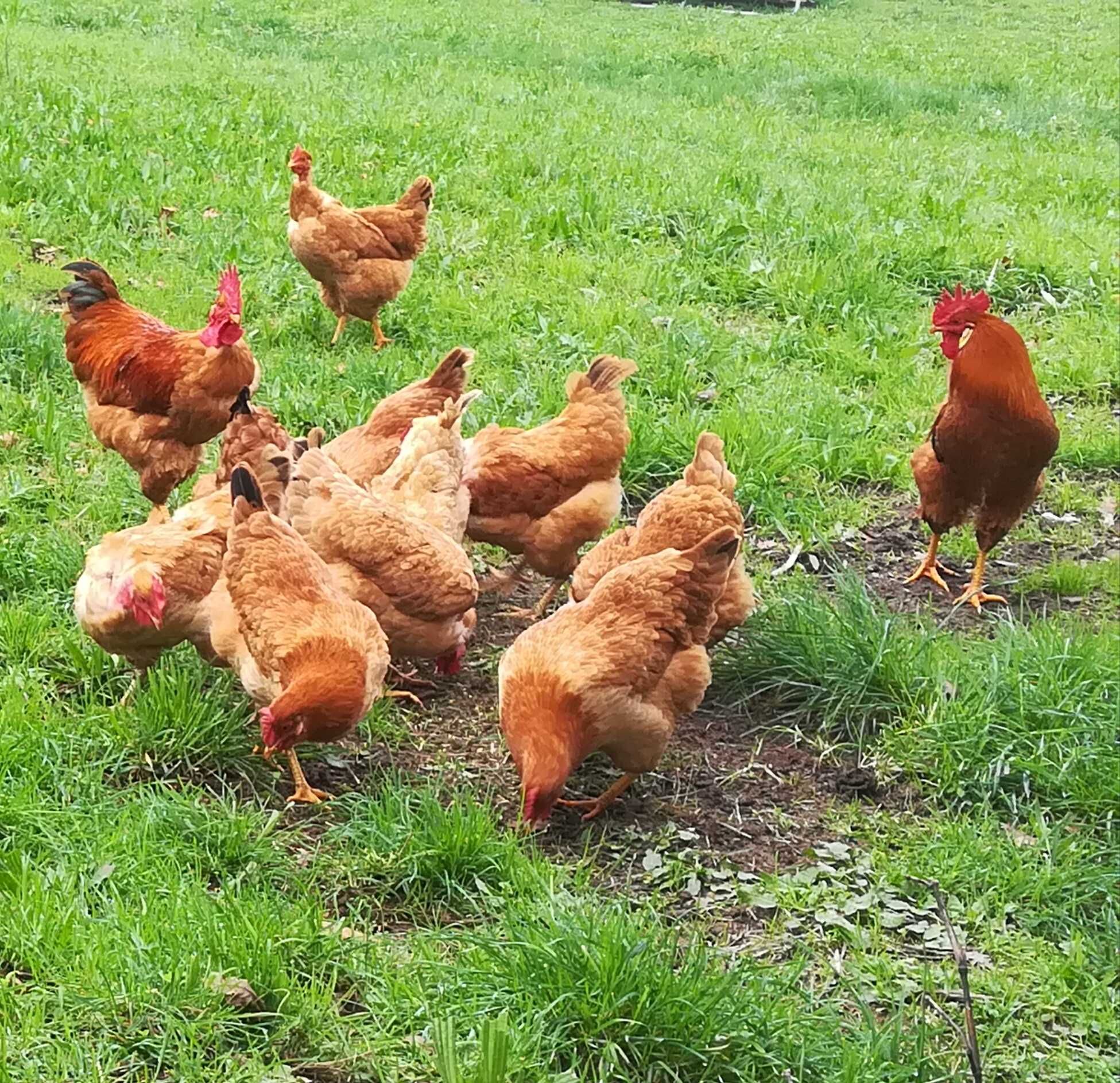 Ovos Galinha Amarela Portuguesa