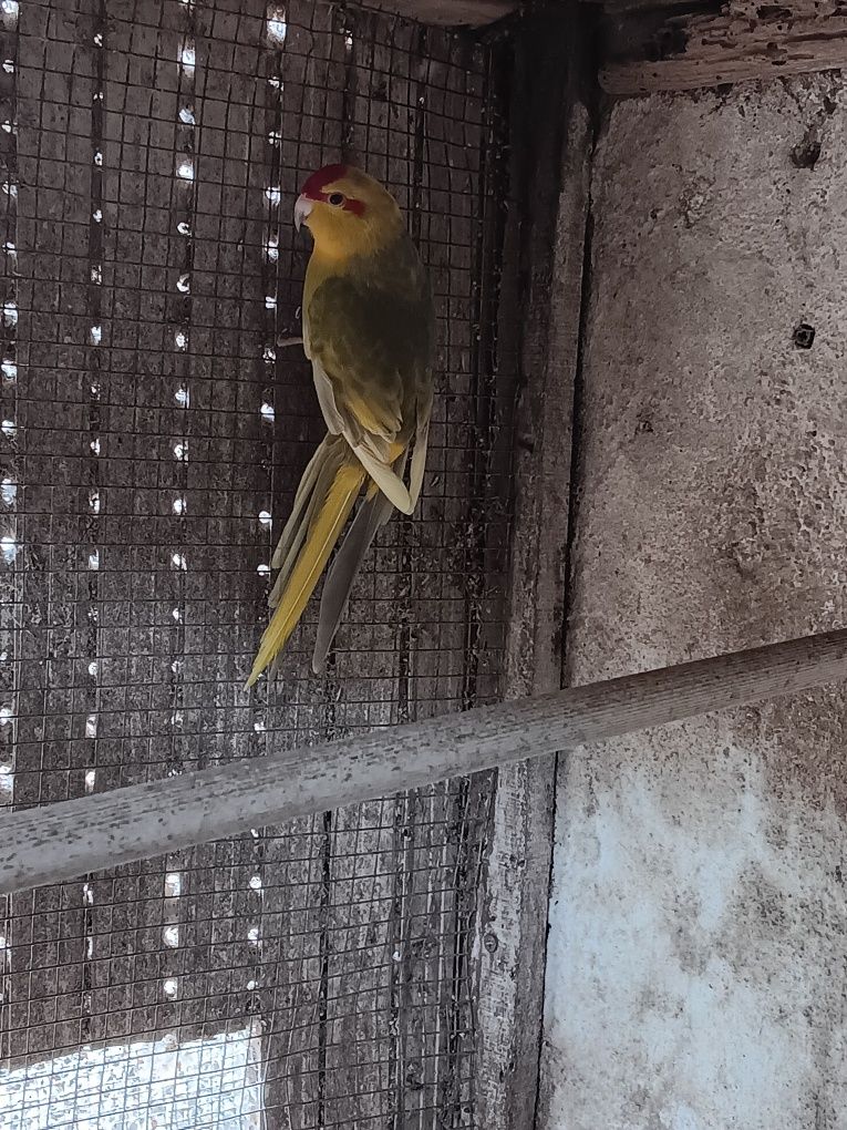 Macho de kakarikis