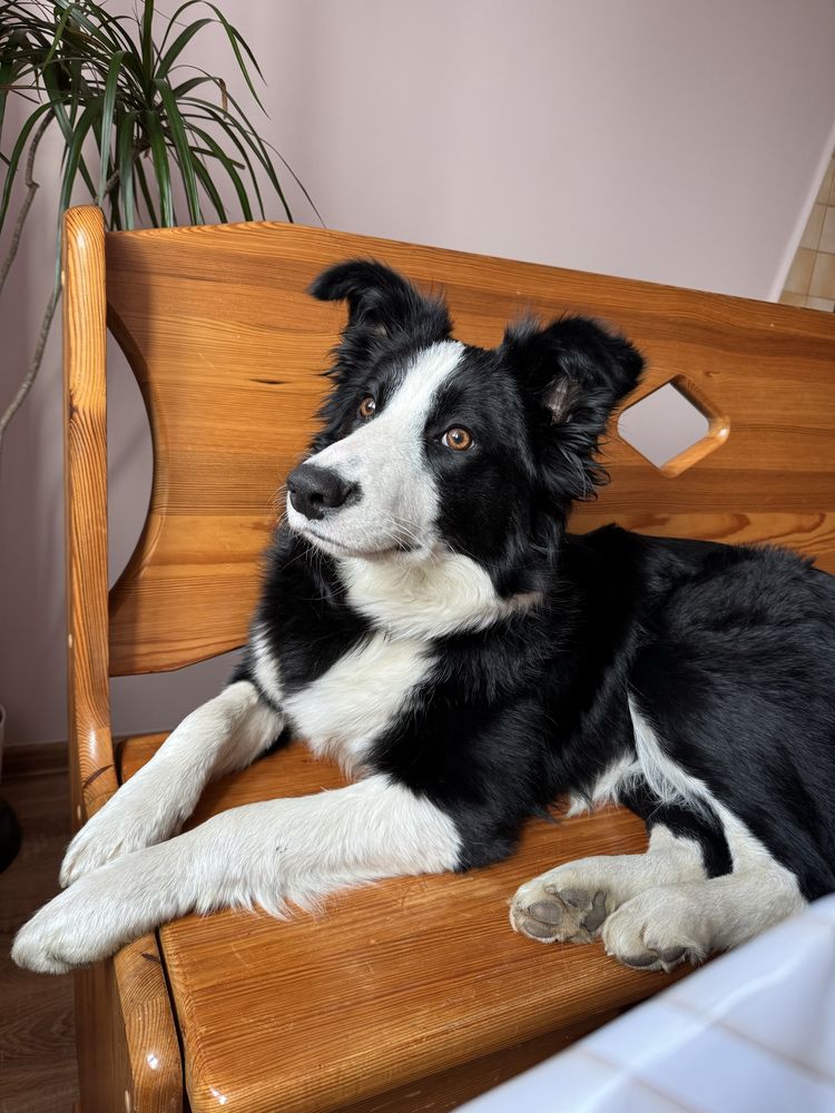 Border Collie suczka czarno biała.gotowa do odbioru.