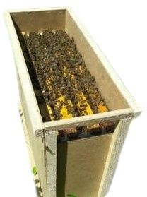 Продам бджолопакети 3+1 .Бджола карпатка
 м