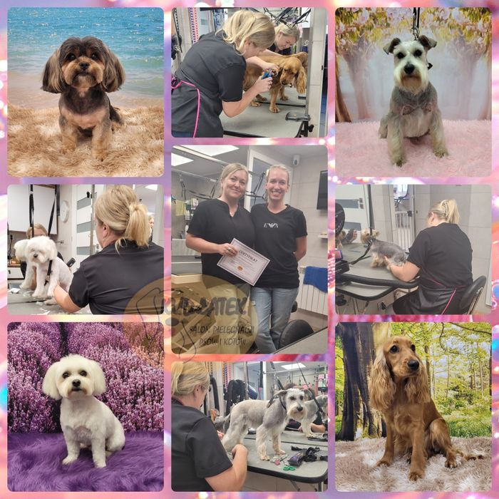 Kurs strzyżenia psów - kurs groomingu salon Kudłatek Mława