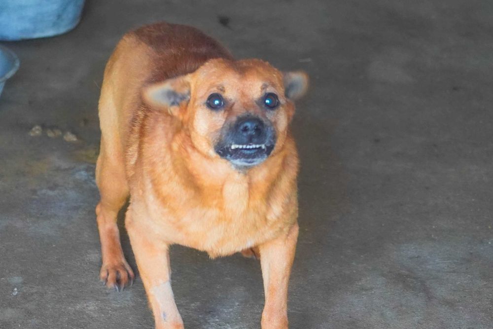 Grot - niewielki, biedny piesek szuka domu