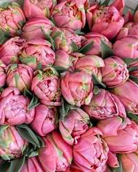 Луковиці сортових тюльпанів після вигонки, опт та роздріб