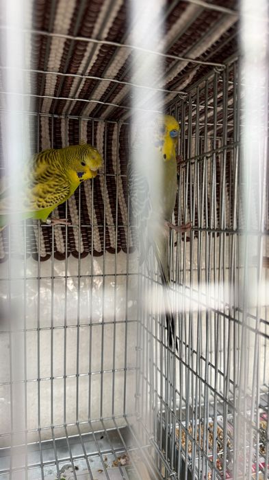 Periquitos Várias mutações