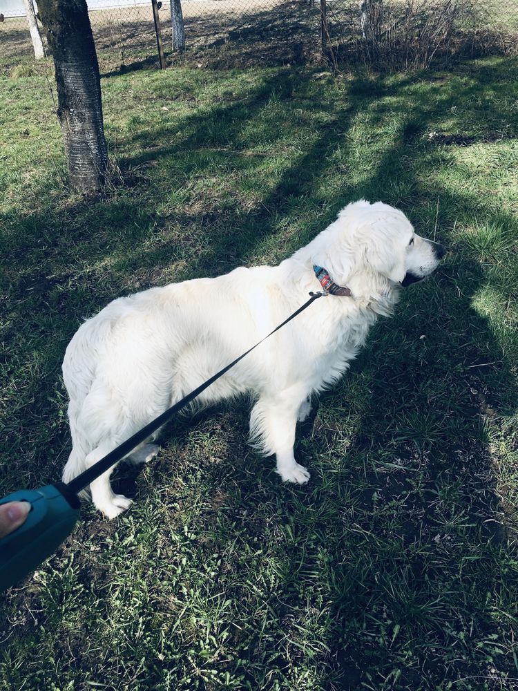 Дівчинка Золотистий ретрівер / goldenretriever