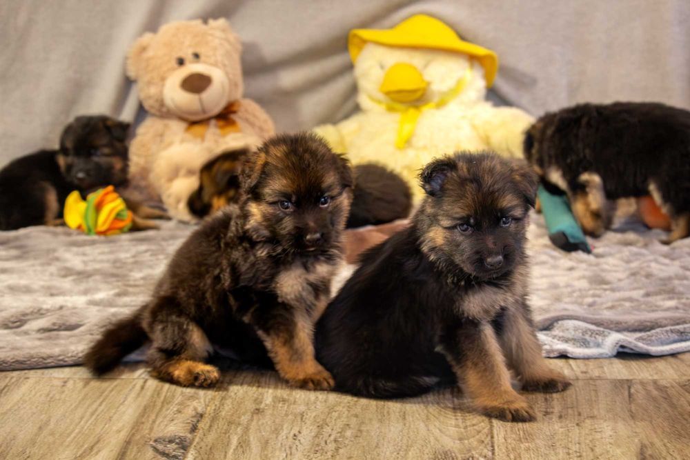 Szczeniak owczarek niemiecki długowłosy - odbiór listopad