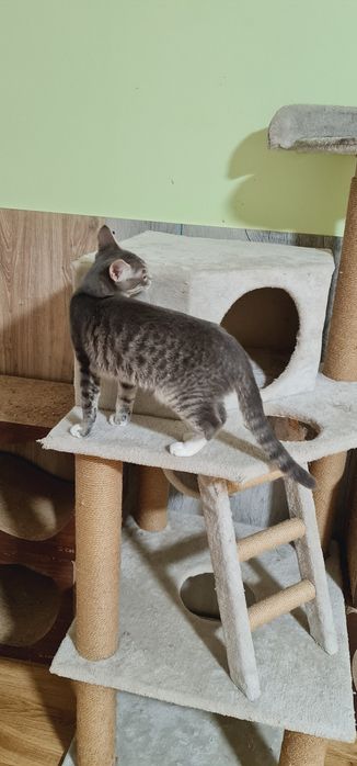 Кошеня дівчинка смугаста сіробіла