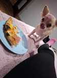Zaginął pies w typie chihuahua
