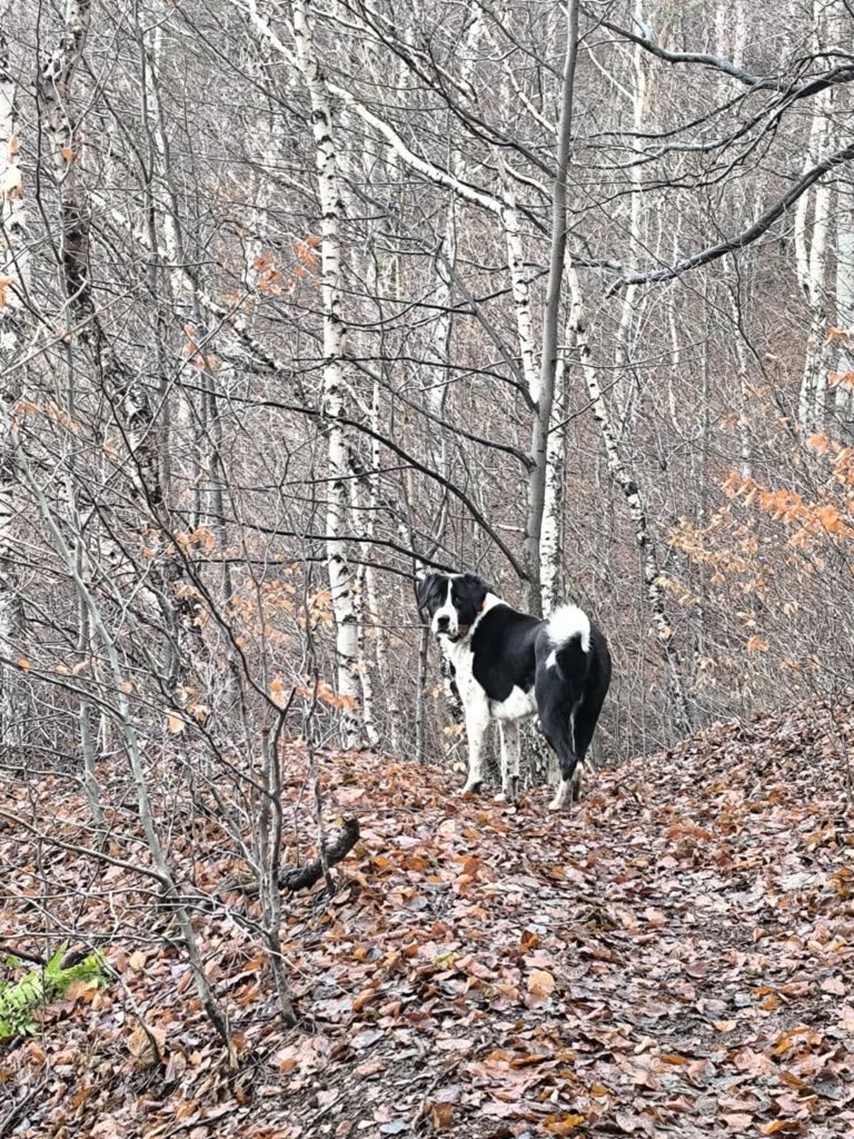 Oddam owczarka środkowoazjatyckiego