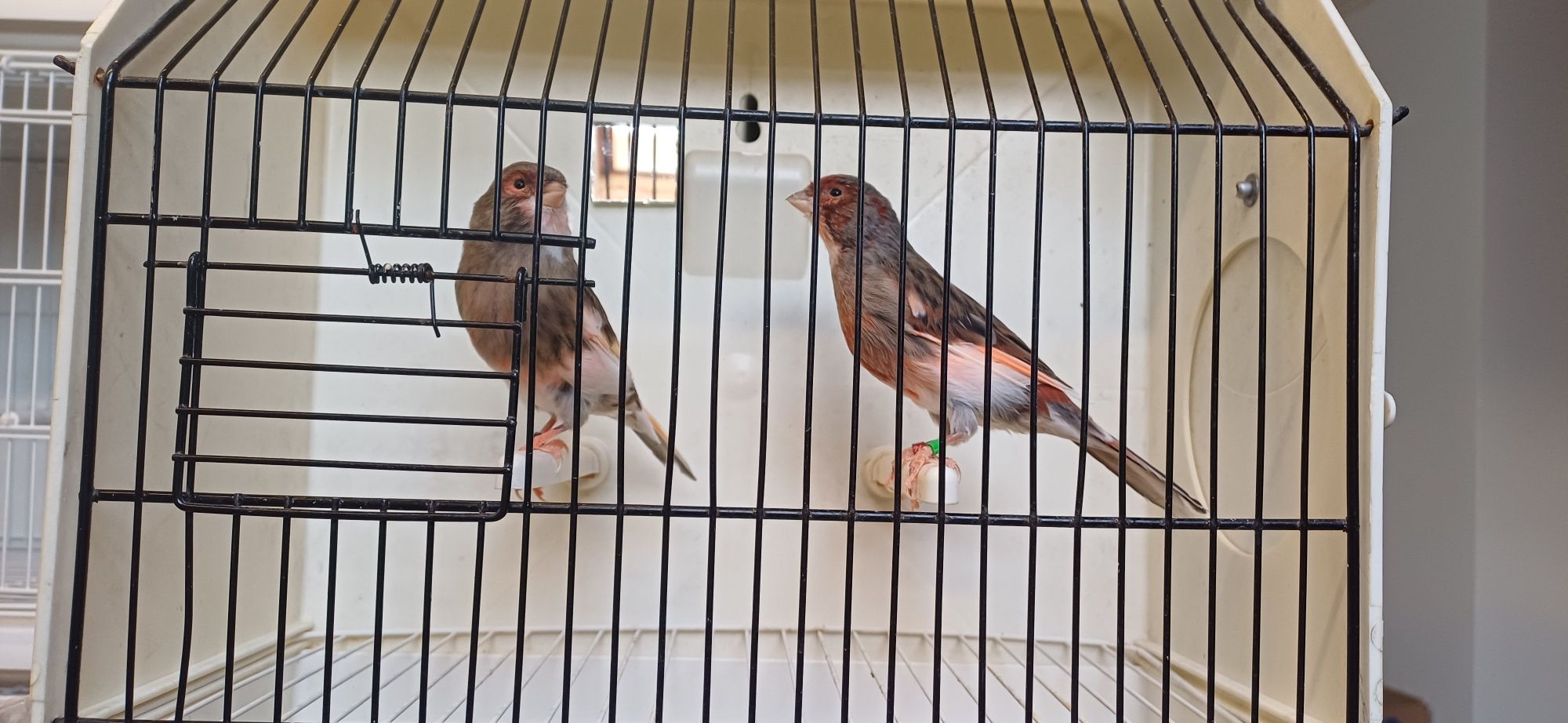 Canários Arlequins