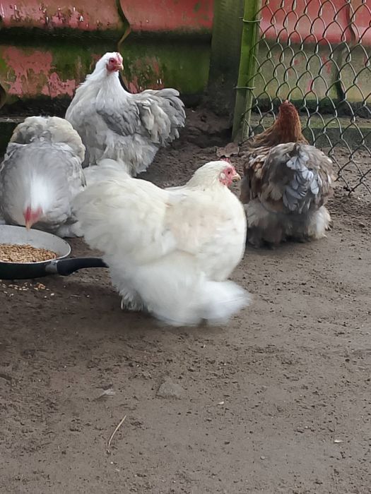 Kura ozdobna kury ozdobne Czytaj opis