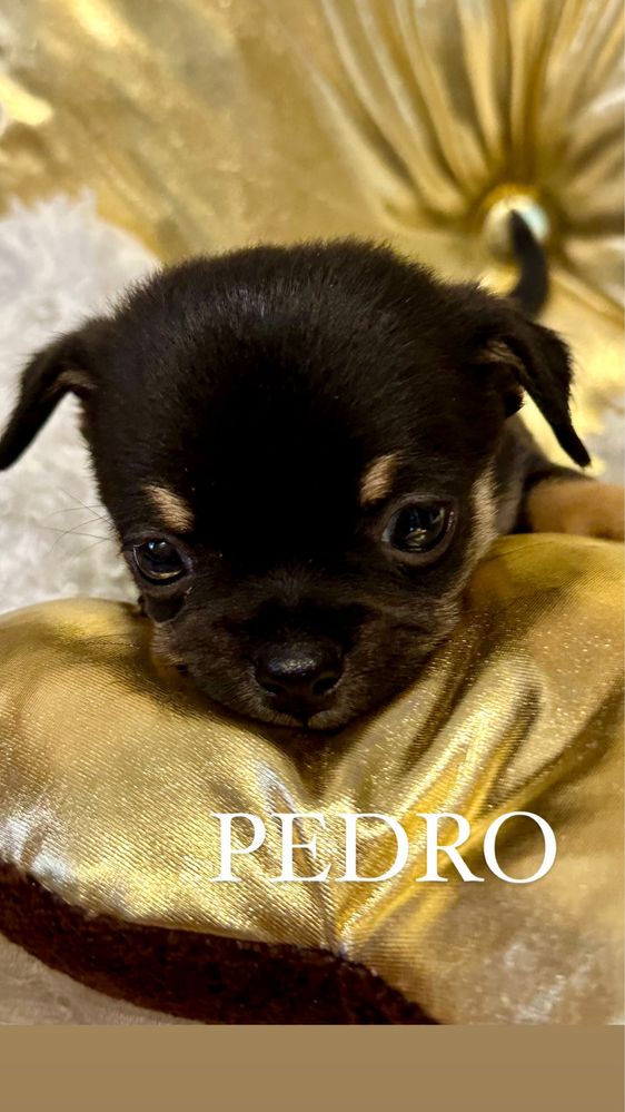 Chihuahua Boy PEDRO