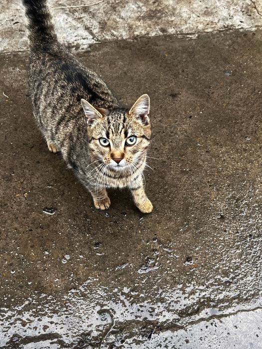 Котик (хлопчик )