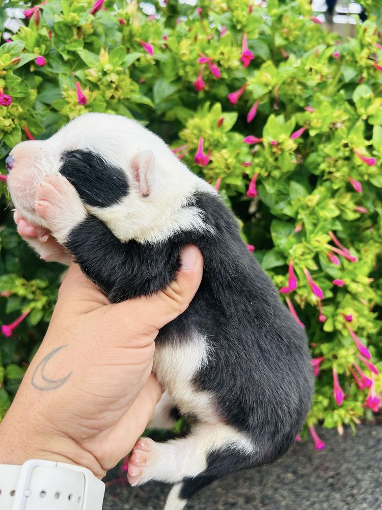 Excelente menio border collie