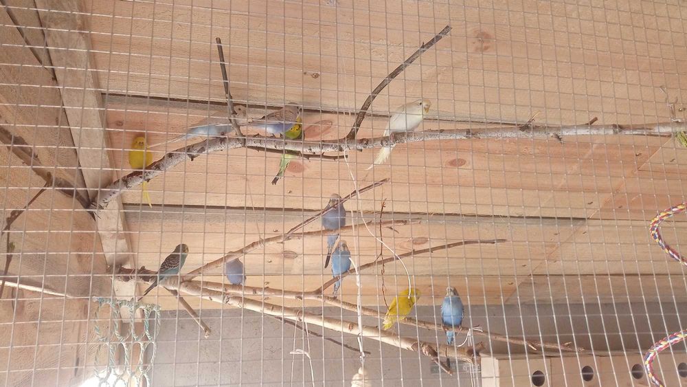 Papugi faliste z woliery