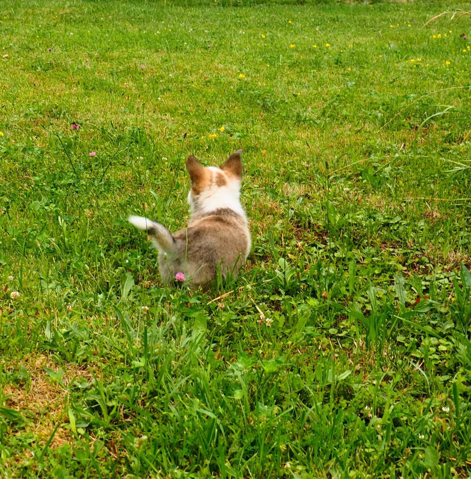 Welsh Corgi Pembroke suczka rudo- biała długi ogonek CYTRYNKA