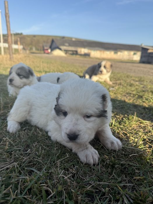 Цуценята алабая\середньоазіатська вівчарка