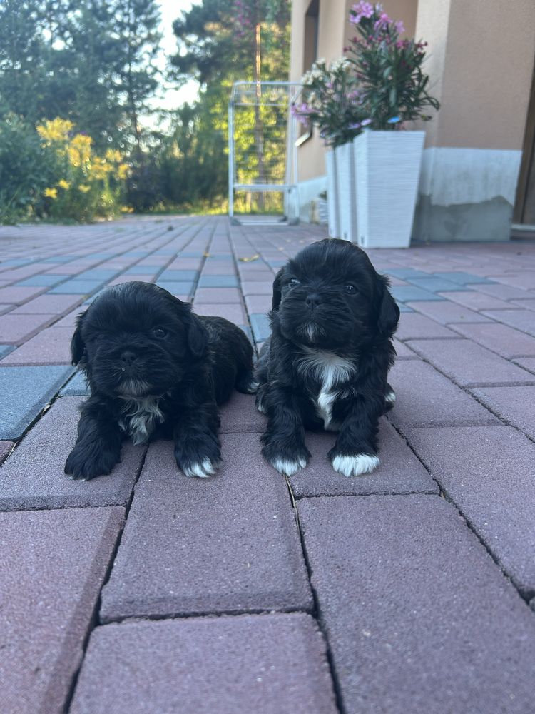 Shih tzu         .