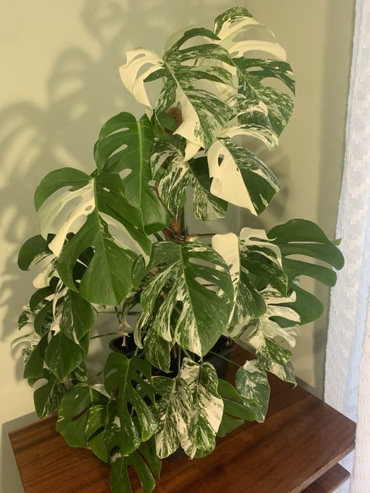 Велика монстера Альба та Тайське Сузіря