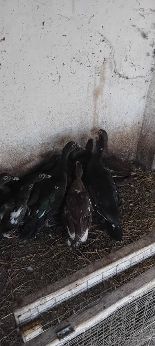 Качка.Индокачка.