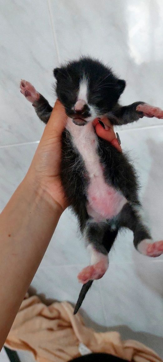 Gatinhos frajola para doação responsável