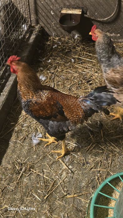 Vendo patos mudos e garnizos