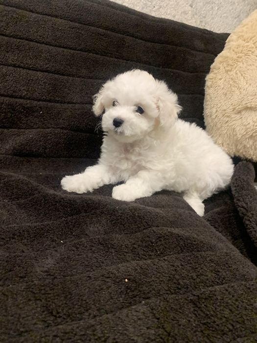 Собачки Бішон Фрізе